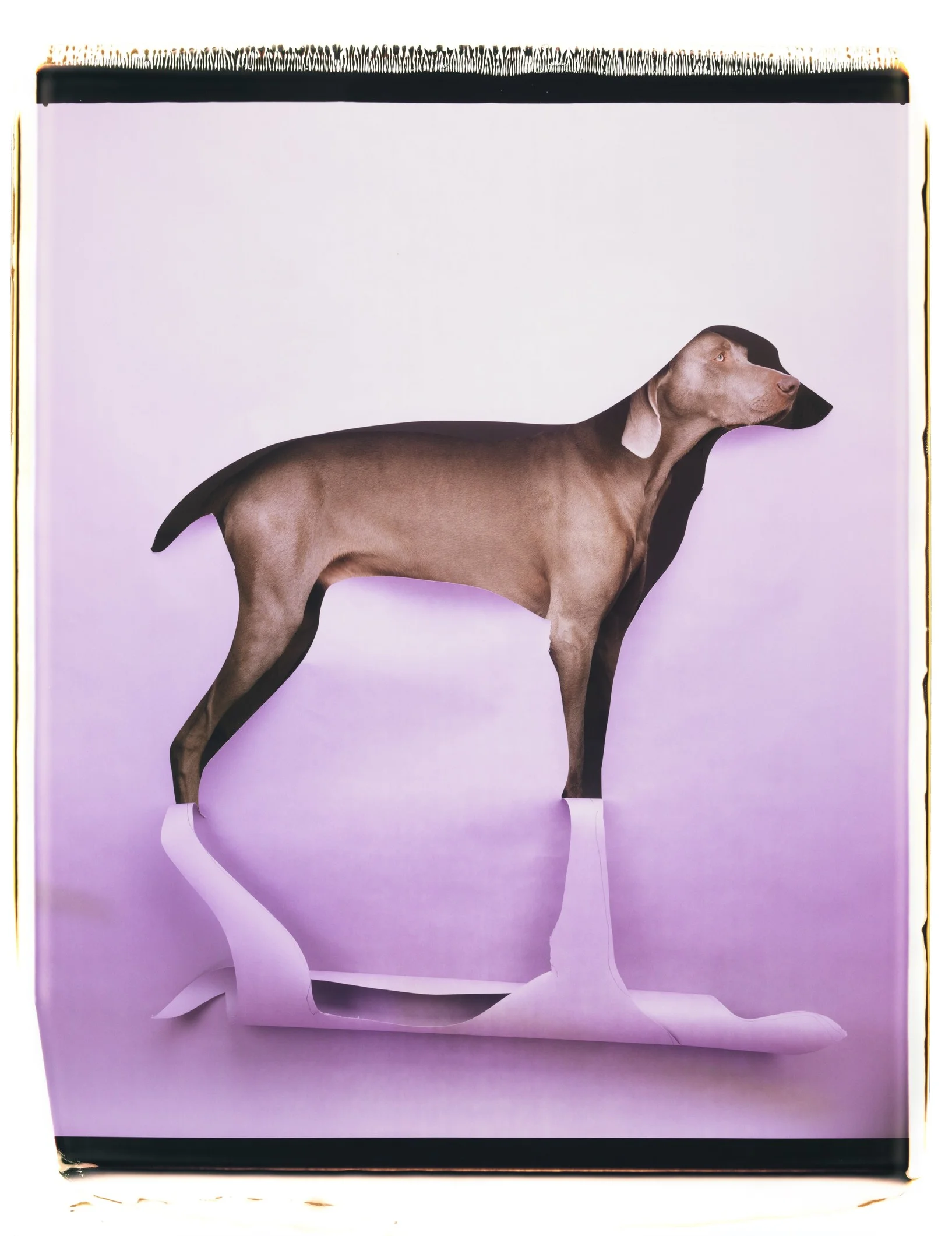 William Wegman: Cut to Reveal 1997. Colour Polaroid photograph. Courtesy the artist. © William Wegman