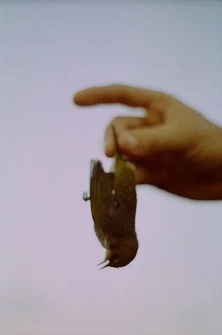 Hannah Rose Arnold Make me a Bird 2015