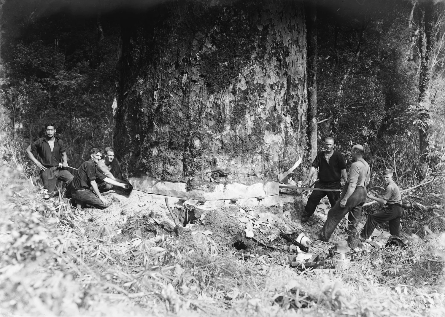 Tudor Collins, Back cut , Auckland War Memorial Museum collection