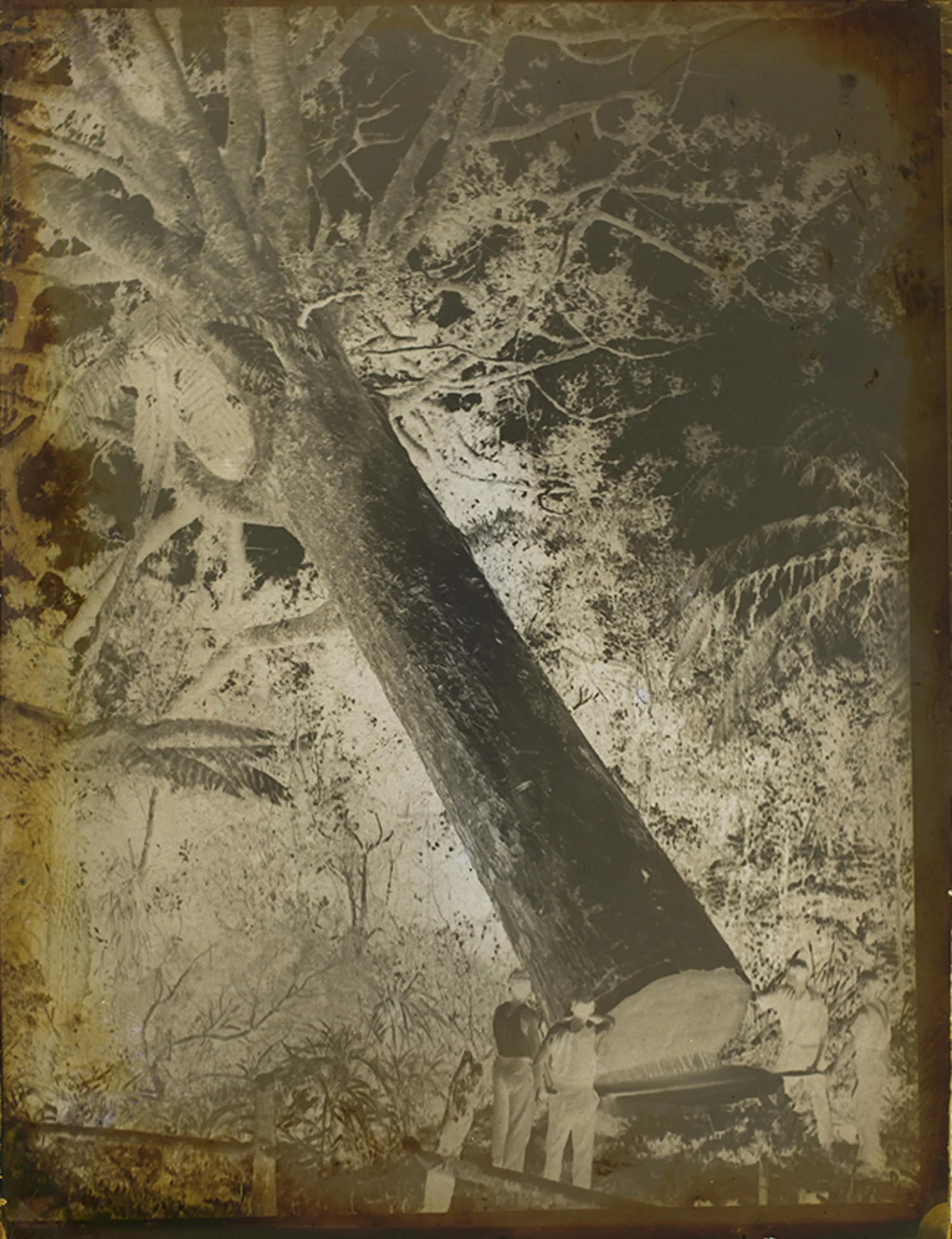 Tudor Collins, Fallen Kauri , negative, Auckland War Memorial Museum collection