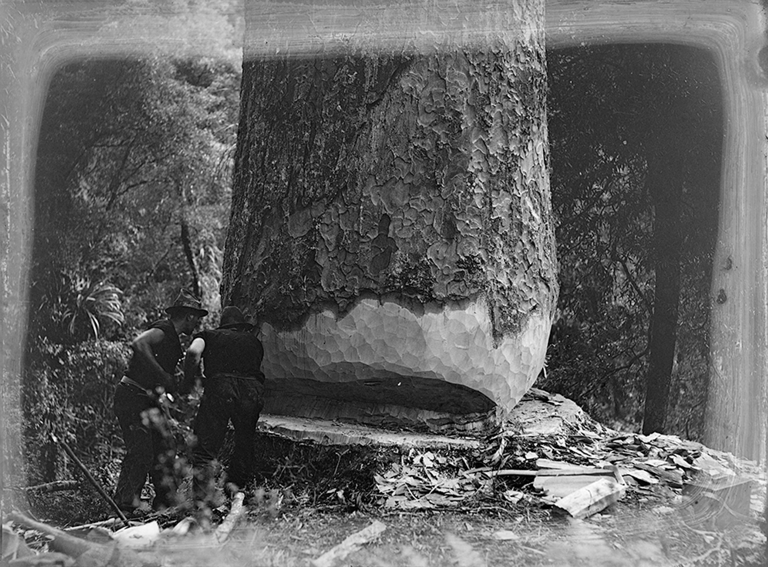 Tudor Collins, Scarfing a Kauri , Auckland War Memorial Museum collection
