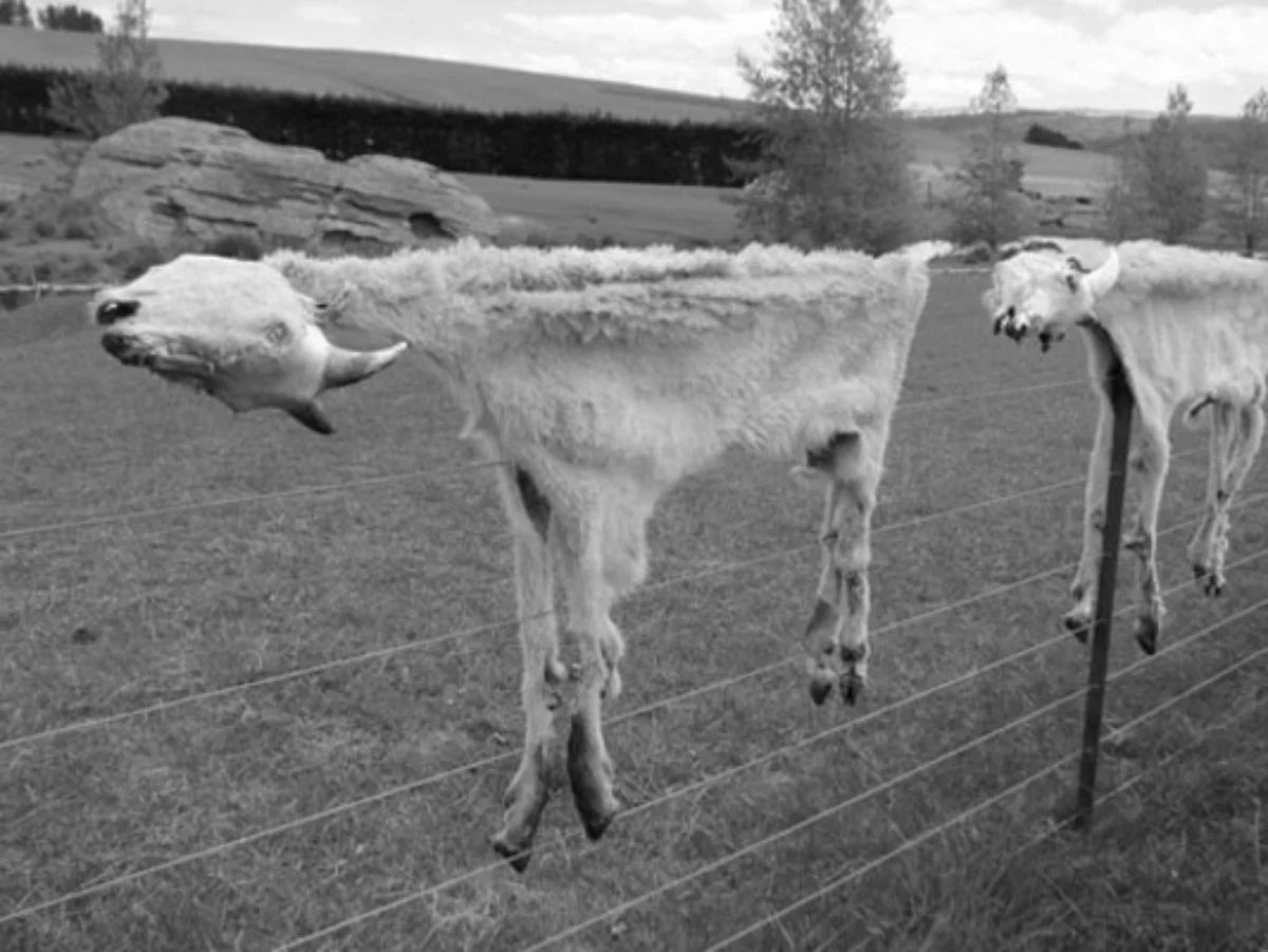 Peter Peryer Two Goats, 2007