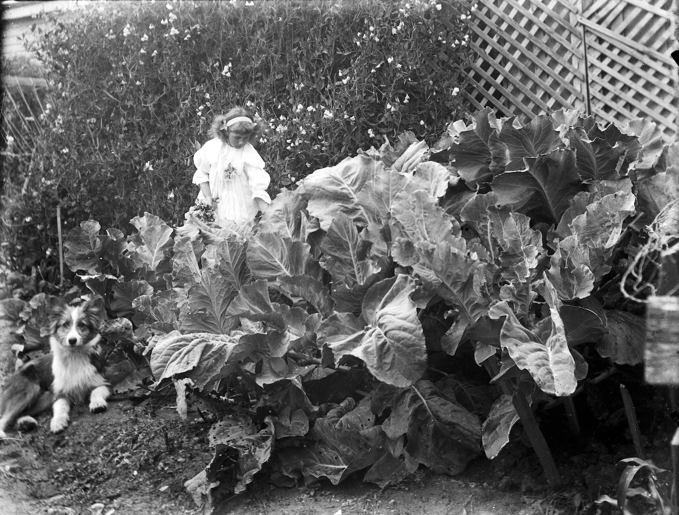 Young girl and dog dwarfed by seriously impressive Edwardian produce, New Zealand circa 1907-1916. Lemuel Lyes Collection.