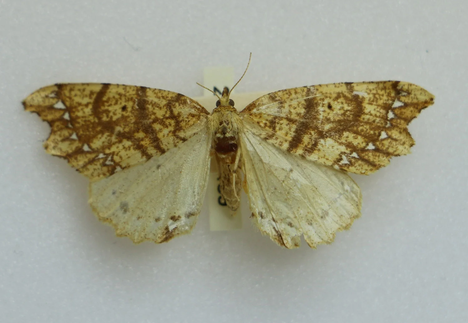 Chalastra pellurgata moth. Collected 15 October 1929. James Wishart Campbell collector. Canterbury Museum