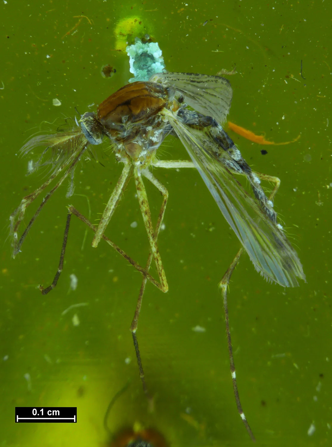 Aedeus antipodeus mosquito. Collected 11 June 1922. James Wishart Campbell collector. Canterbury Museum
