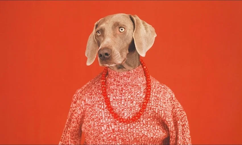 William Wegman Casual , 2002. Colour Polaroid Photograph.