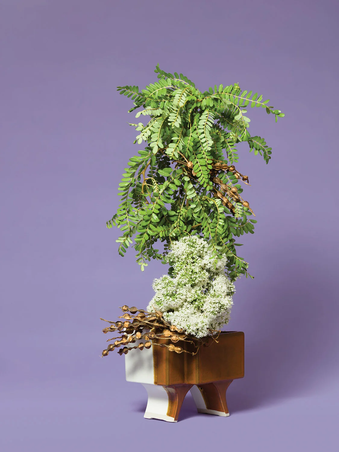 Ann Shelton The Lady's Maid, Valerian ( Valerian sp.), 2019