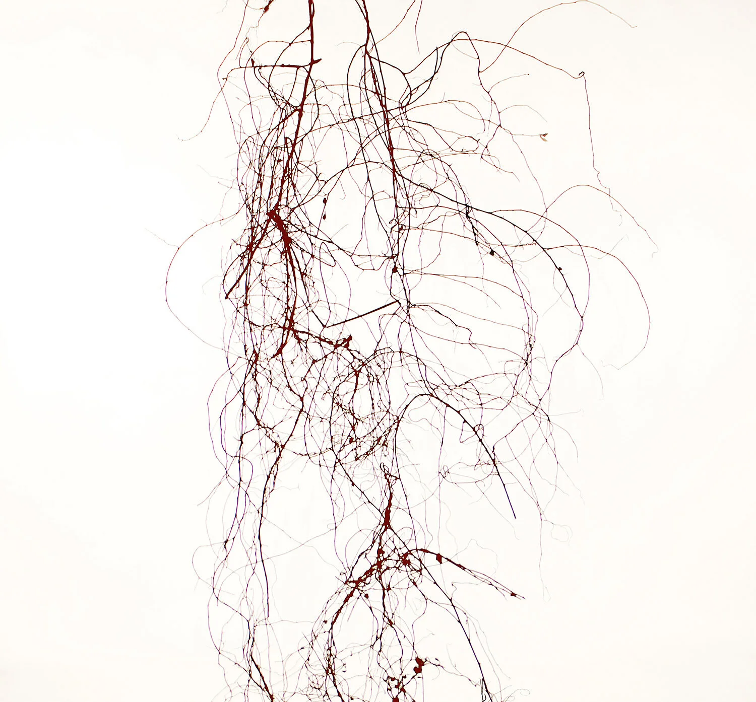 Lisa Clunie , Anatomy of Disarray (scrambling pohuehue) , 2019