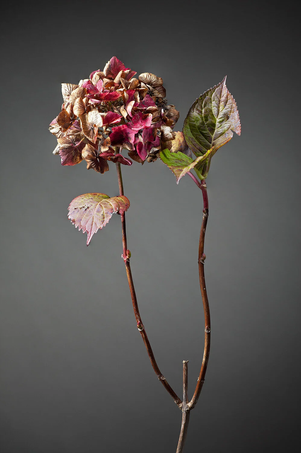 Richard Wotton Flora Series no. #122. Photographic print using Epson Ultrachrome archival inks on Ilford Galerie archival paper 42 x 28cm