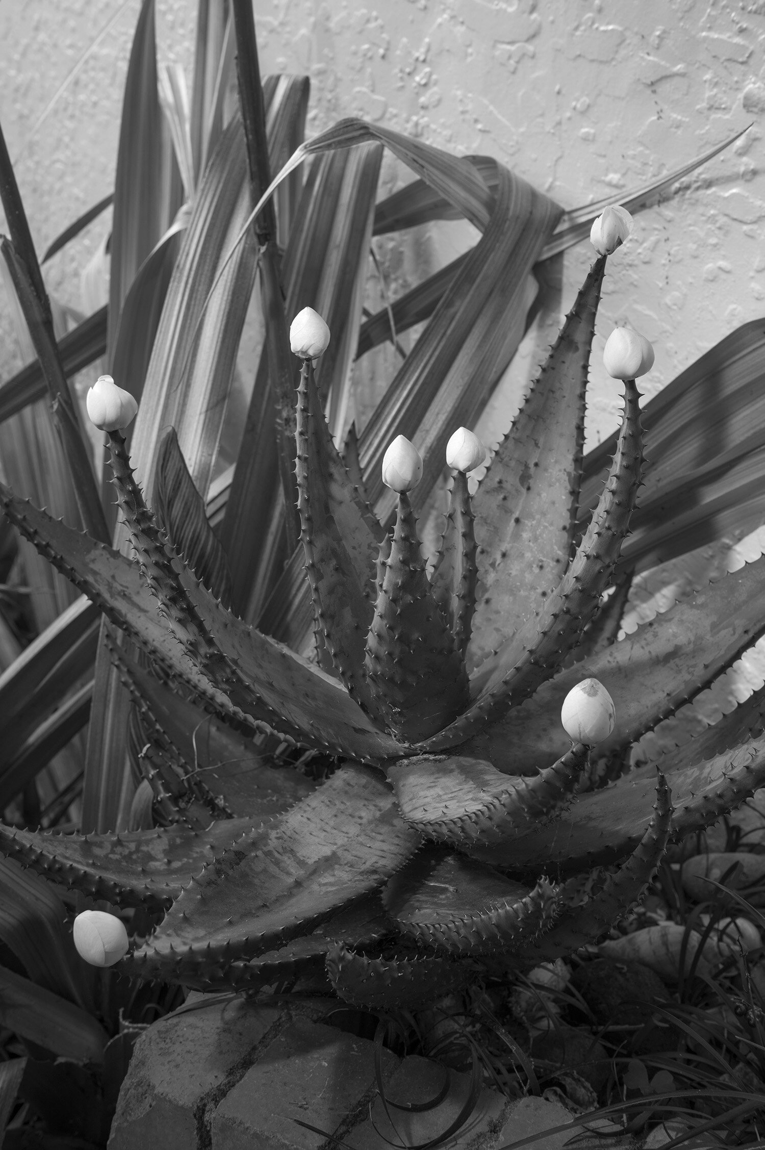  Johanna Mechen,  Cactus Flowers  