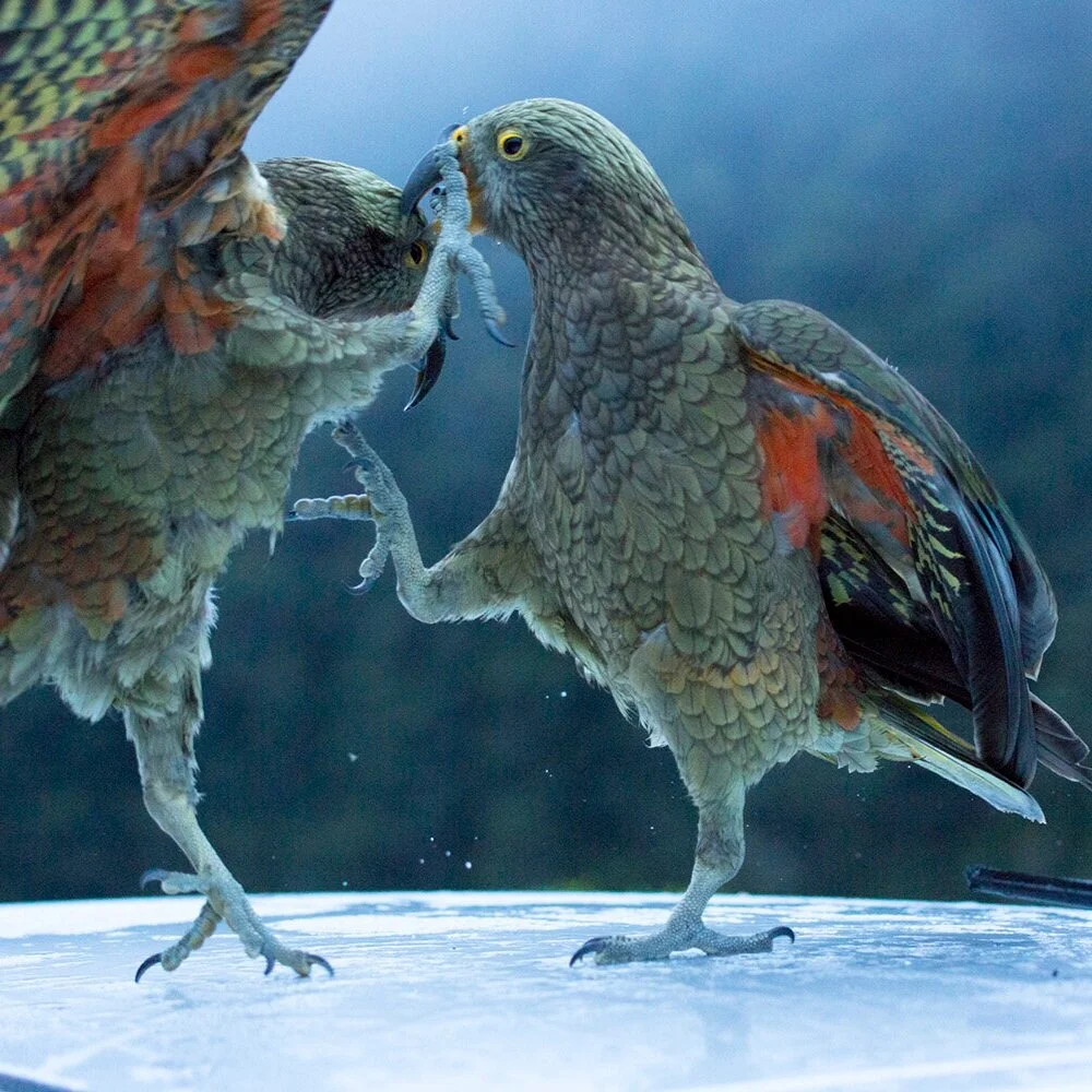 What remains of a naturalist