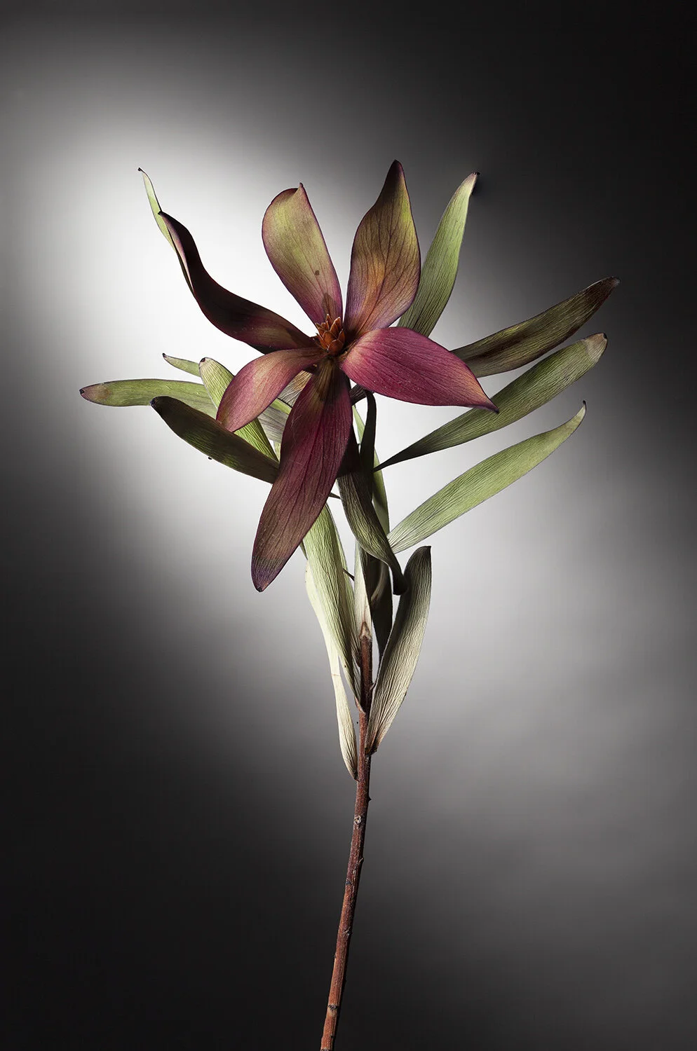  Flora series #213,  2020 
