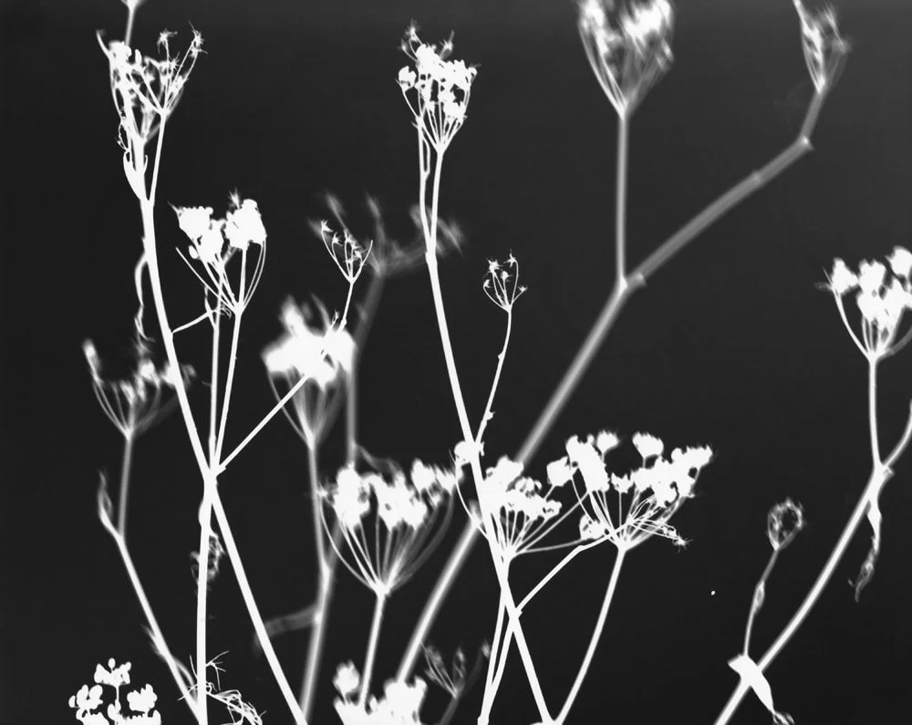 Night Shadows - a collection of photograms