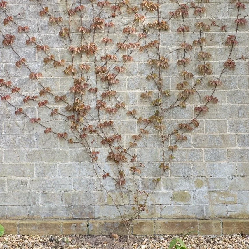 Observation on the frailty of existence