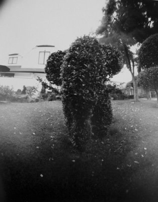 p-topiary-elephant-pinhole.jpg