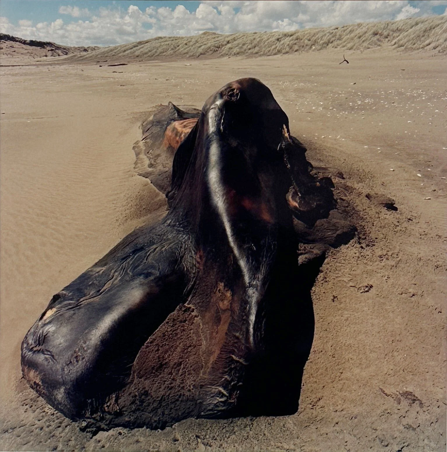 Taimoana | Coastlines: Art in Aotearoa