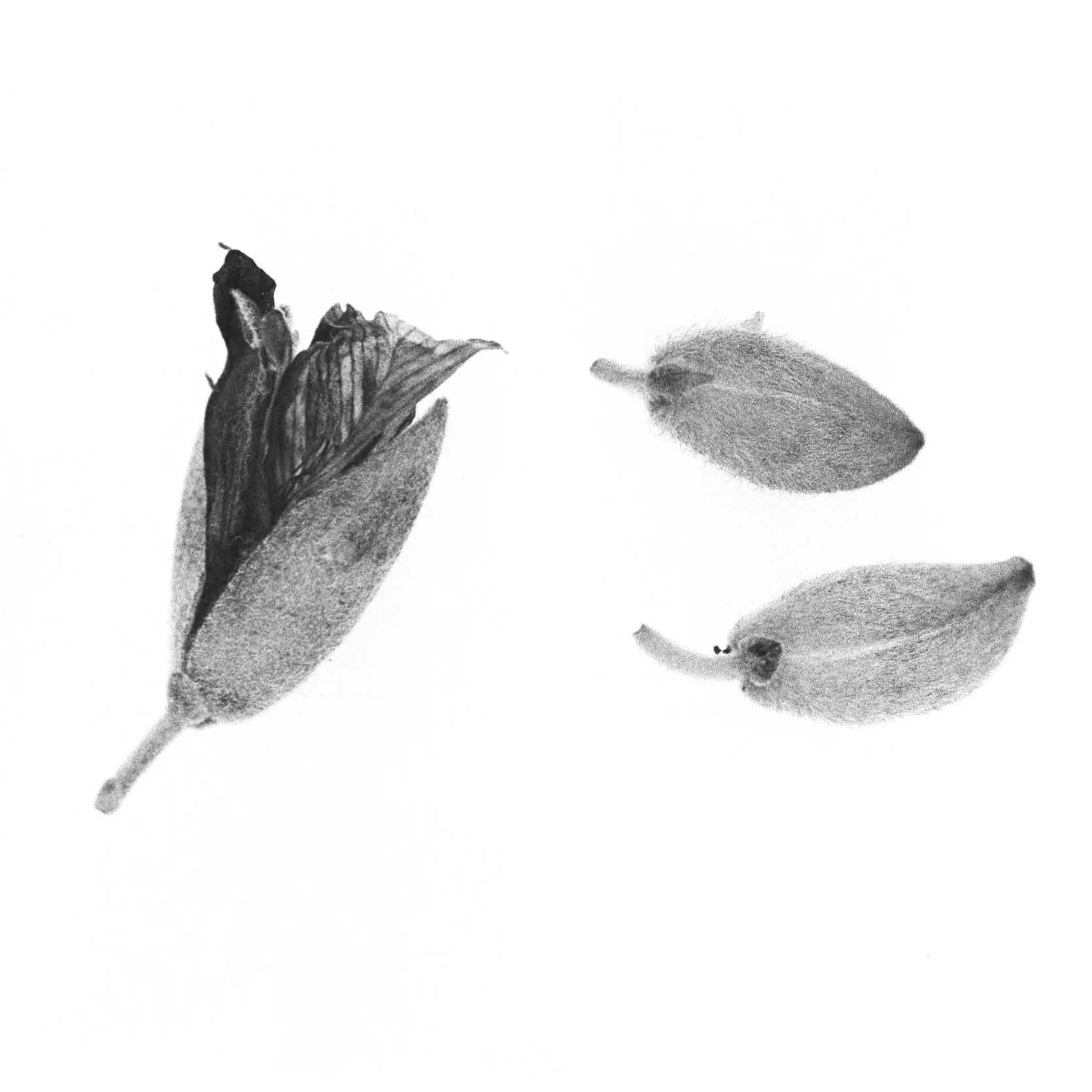 A Palmful of Parsley