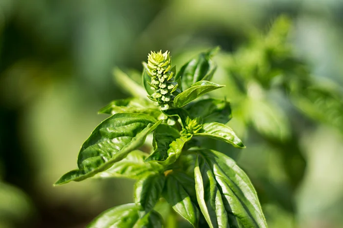 13.08.23_Pesto_01.jpg