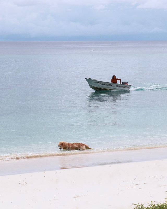 An afternoon island scene with a cool-as-can-be golden retriever &mdash; not something you can find anywhere in the world and definitely a place rich with soul and beauty. #FBF