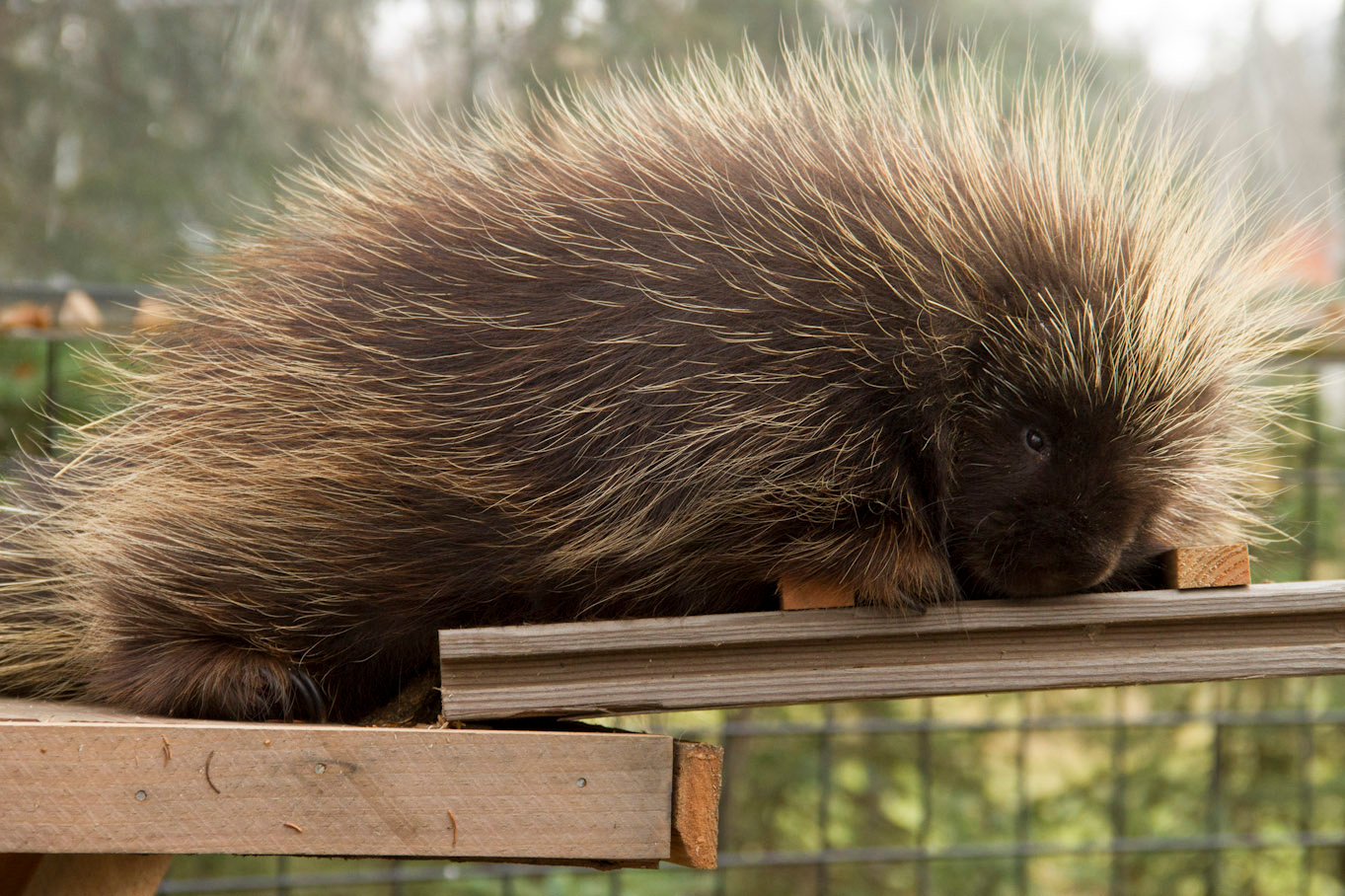 Porcupine, squirrel — The Alaska Zoo