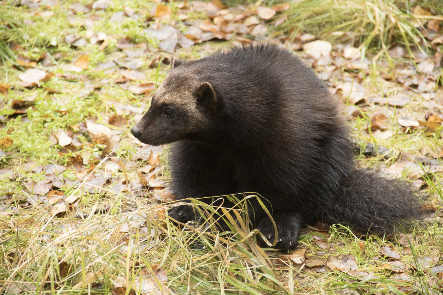 Wolverine, river otter — The Alaska Zoo