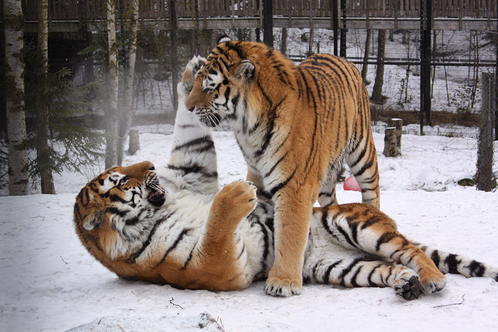 Amur tiger, snow leopard, lynx — The Alaska Zoo