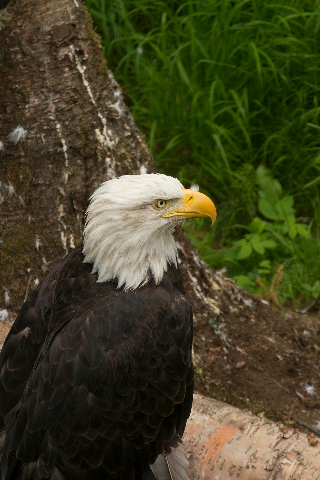 Bald Eagle Golden Eagle The Alaska Zoo