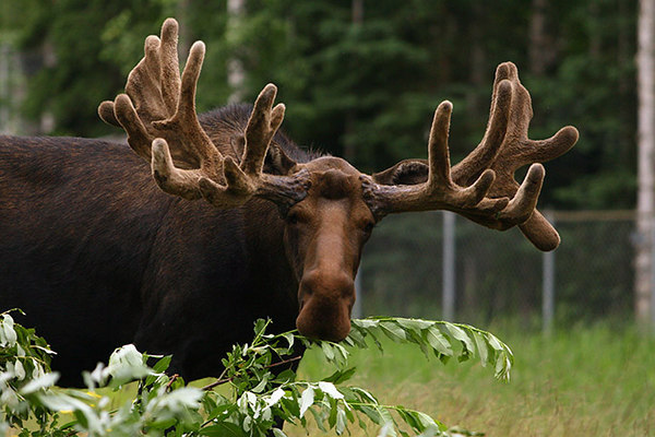 Moose, caribou (reindeer), Sitka black-tailed deer — The Alaska Zoo