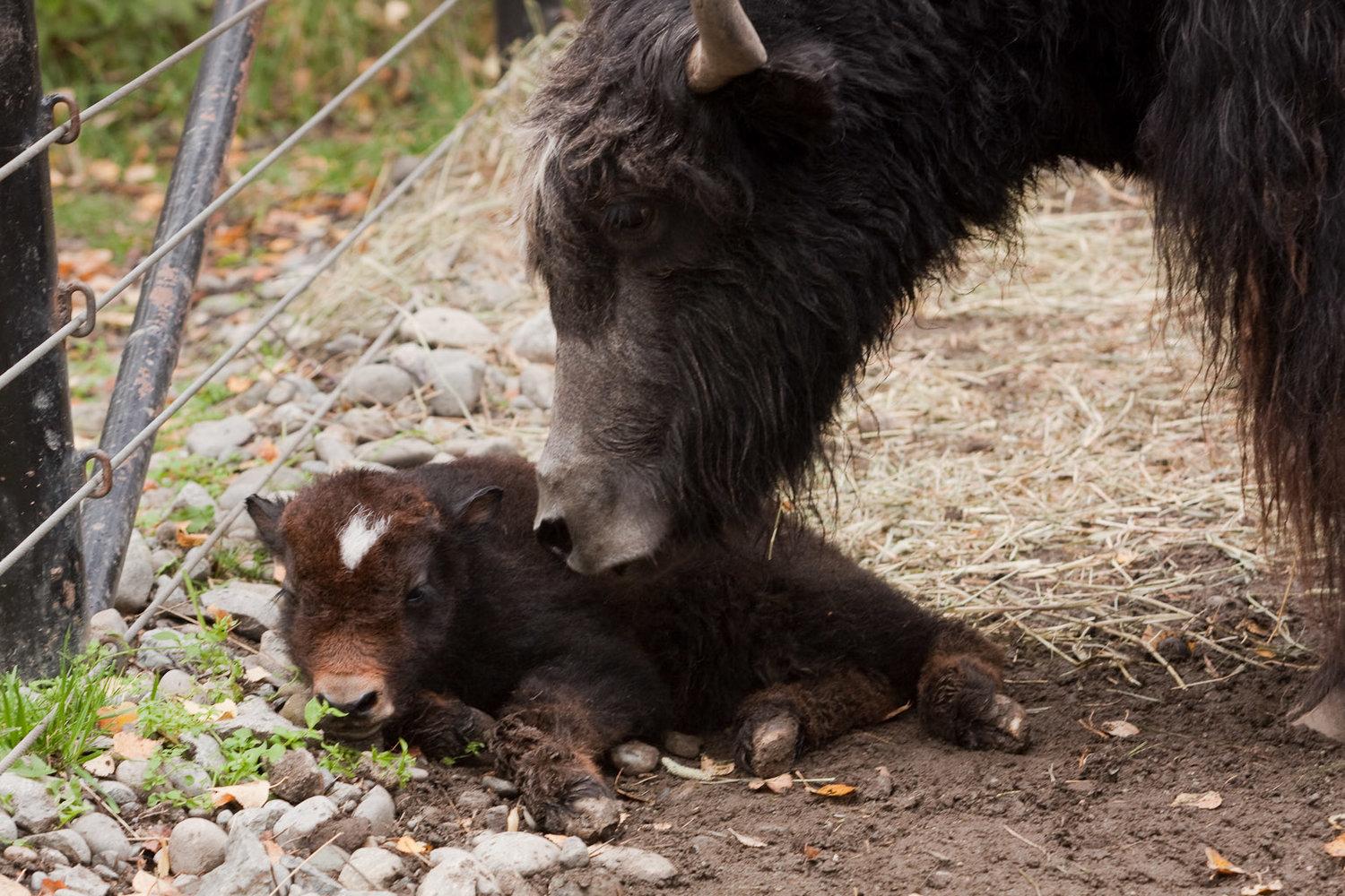 Tibetan yak — The Alaska Zoo