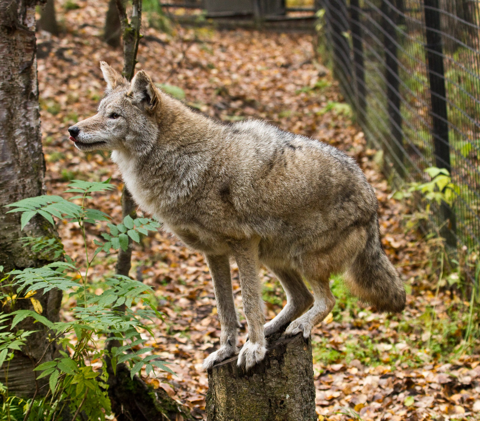 coyote fox hybrid