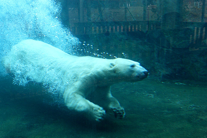 Polar bear — The Alaska Zoo