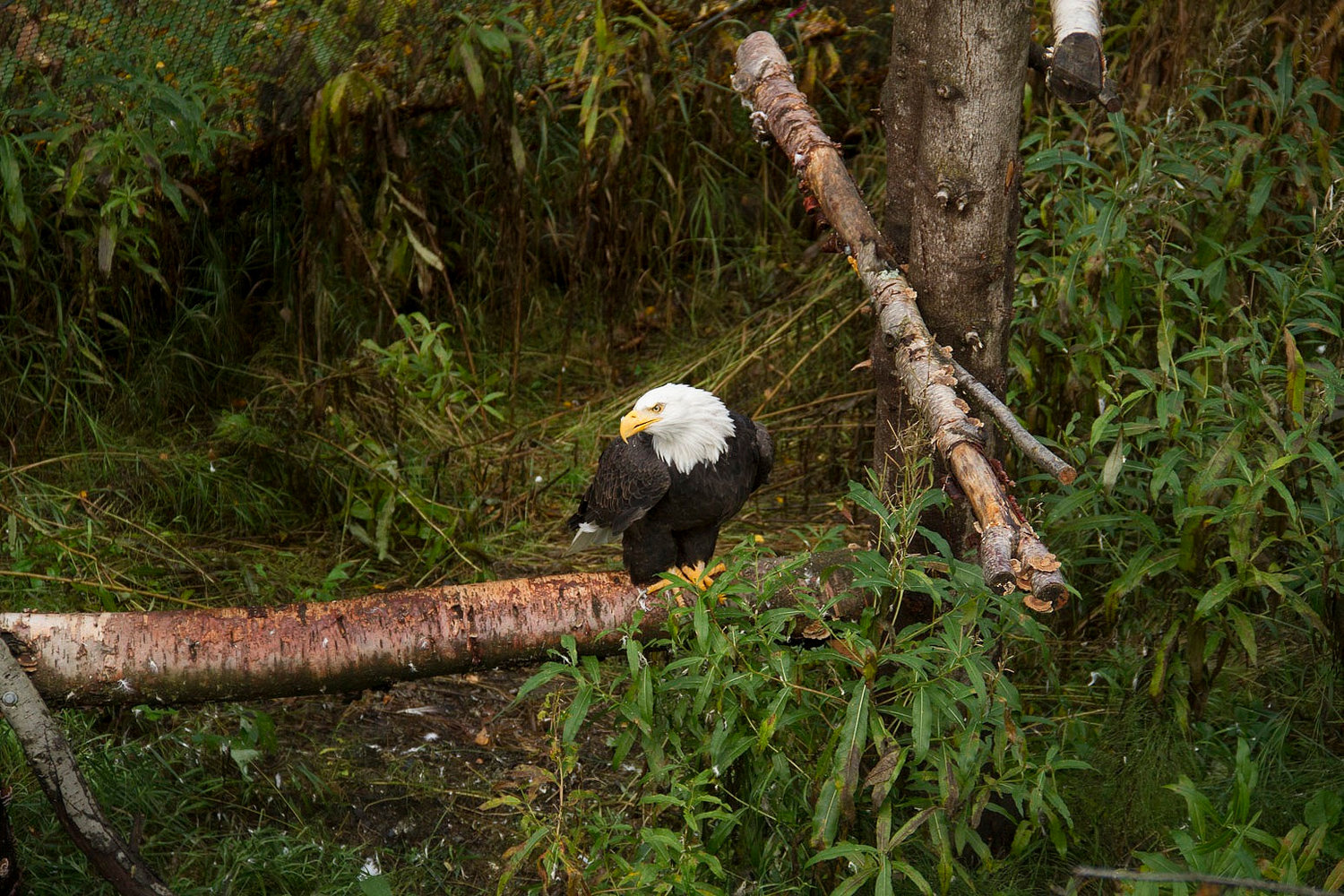Bald Eagle Golden Eagle The Alaska Zoo