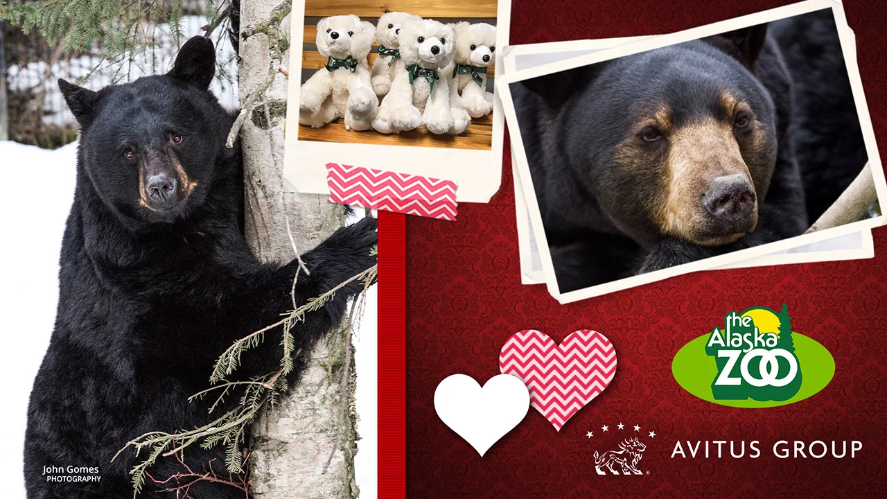 Black Bear 1280x720.jpg