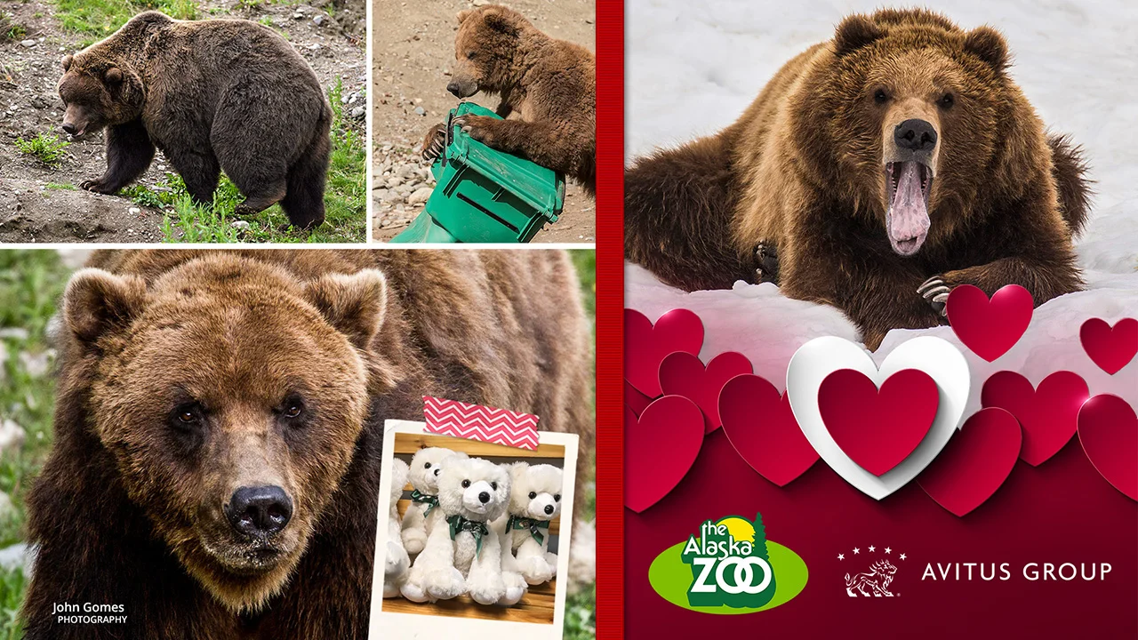 Brown Bear 1280x720.jpg