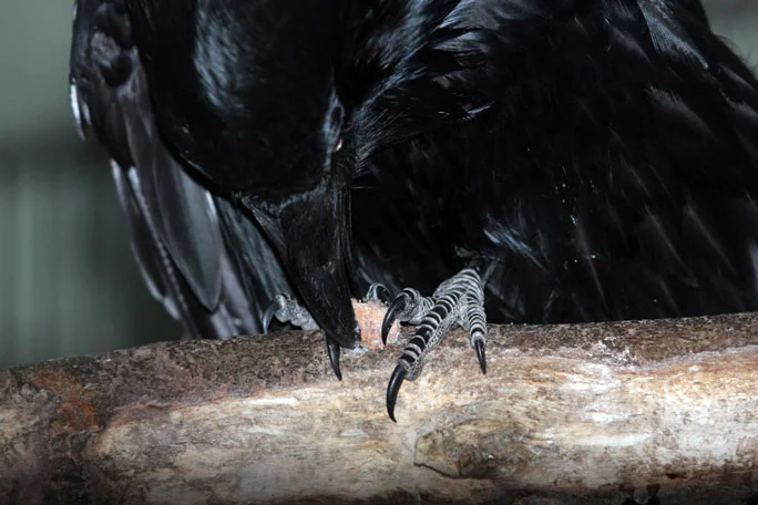 raven.jpg