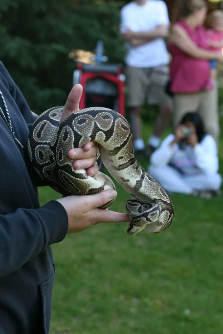 tnaz snake.jpg