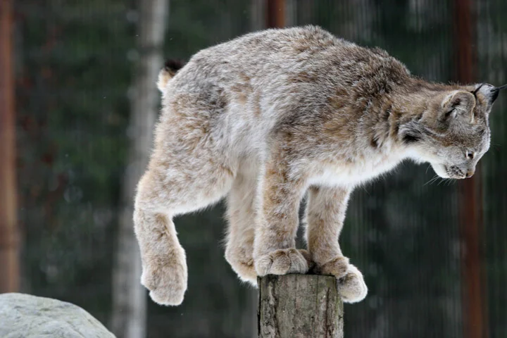 lynx-04-03-6706.jpg