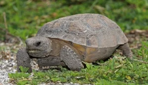 Photo provided by Wikimedia Commons File: Gopherus Polyphemus Tomfriedel