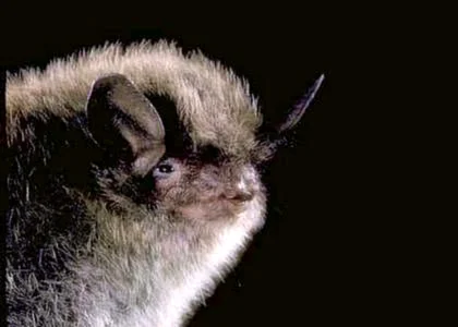 Photo courtesy of MerlinTuttle.org and Bat Conservation International.