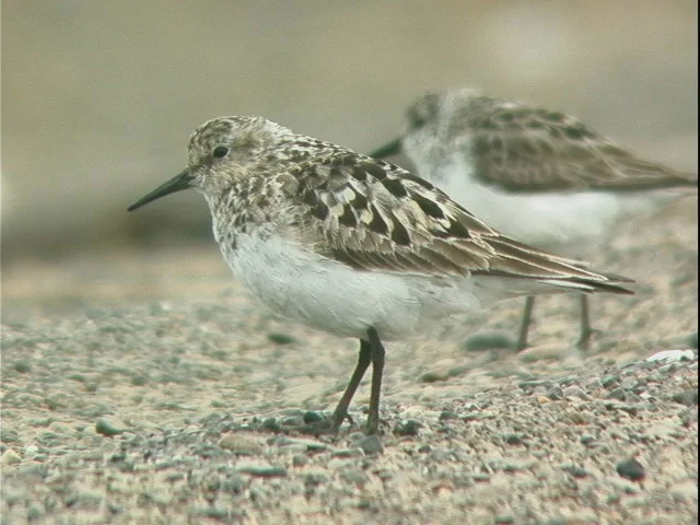 Baird's Sandpiper. USFWS. Photo from fws.gov.
