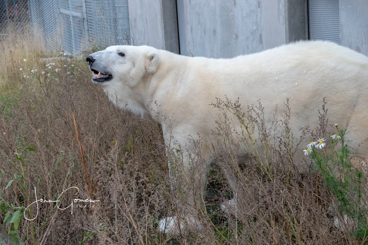 Taking in the smells of Alaska and the Alaska Zoo, a perfect home for this Arctic species.