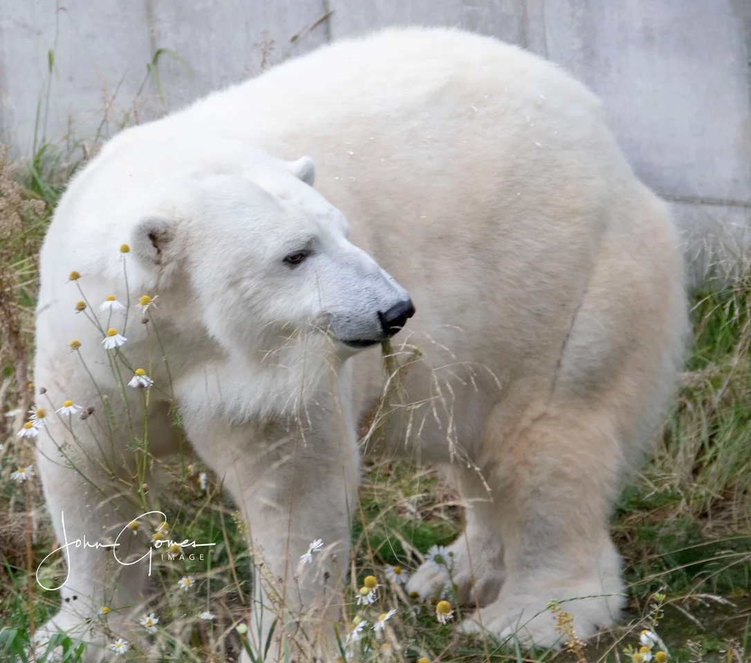 Munching on the vegetation.