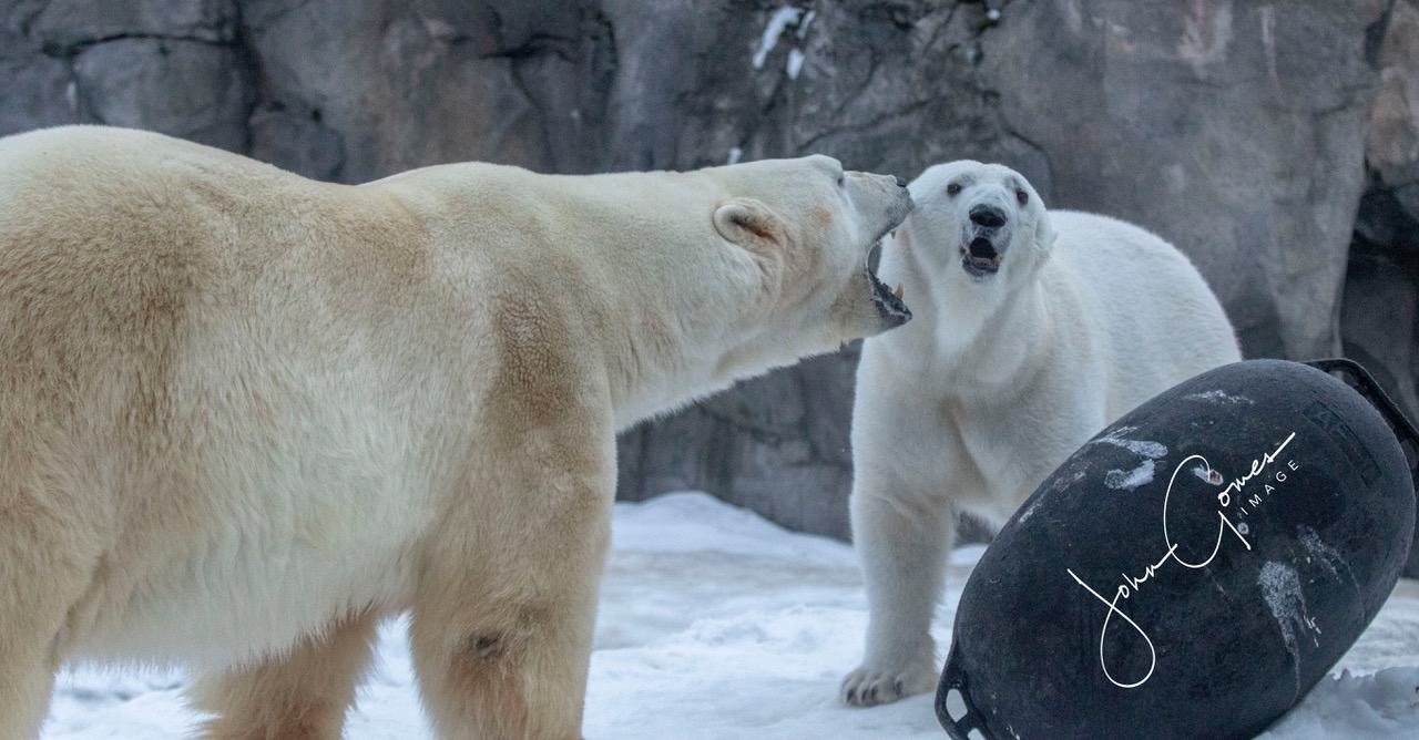 bears_introduction_449-1548976593858.jpeg