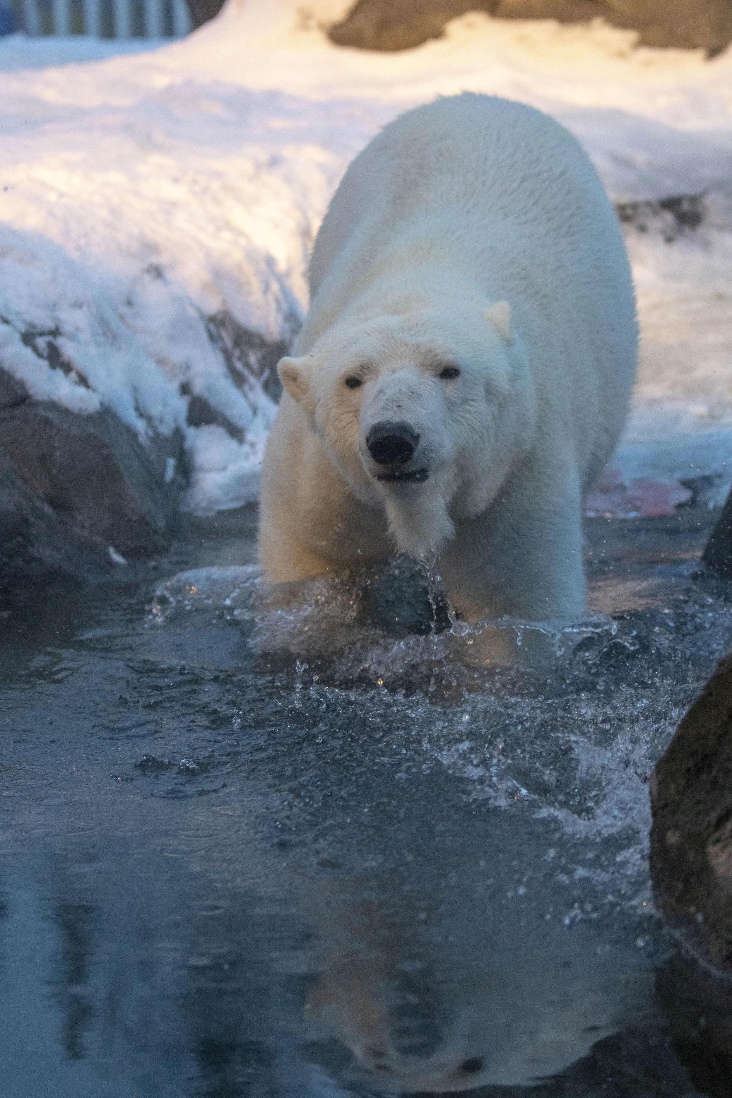 bears_introduction_265.jpg
