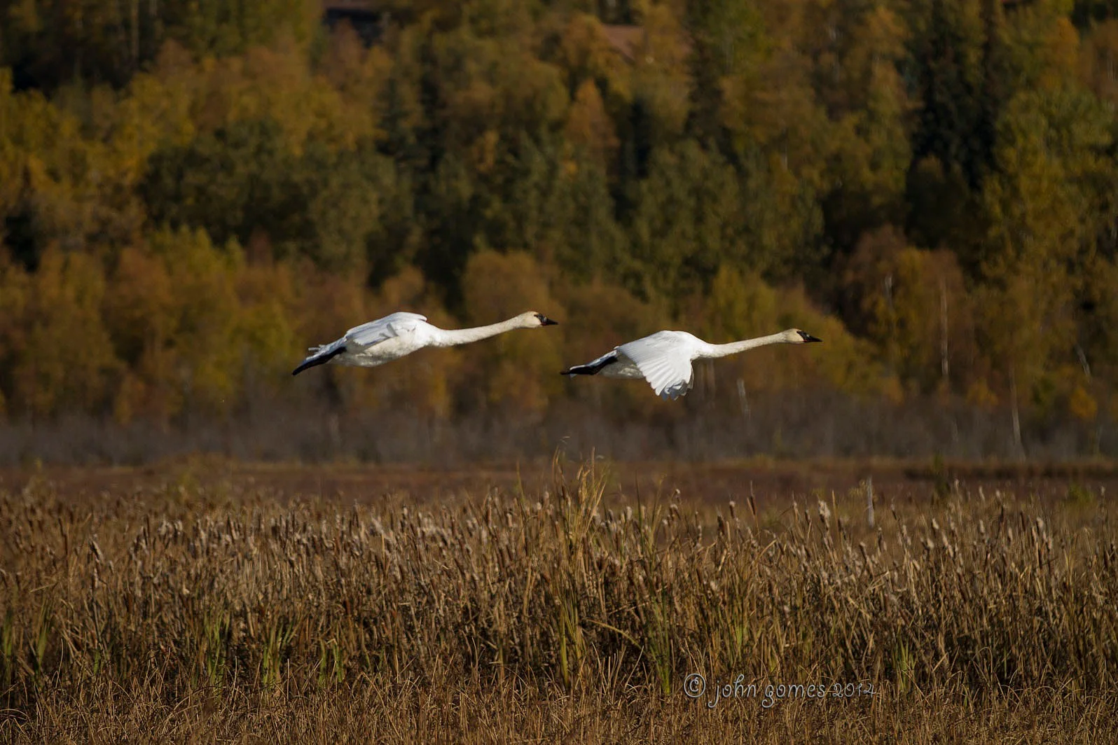•IMG_4529.jpg