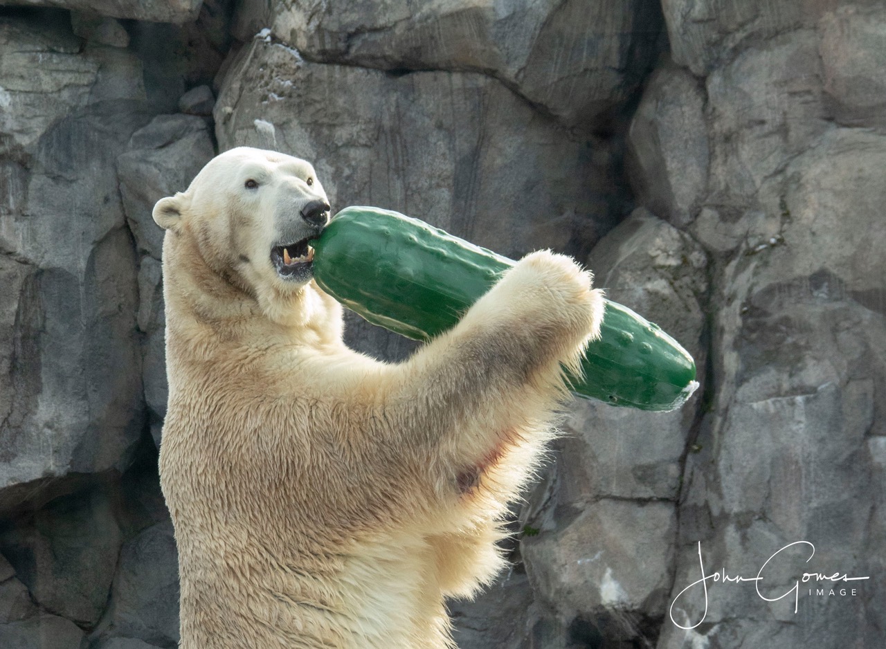 View more images of the great pickle adventures with our polar bears by John Gomes. View gallery here.