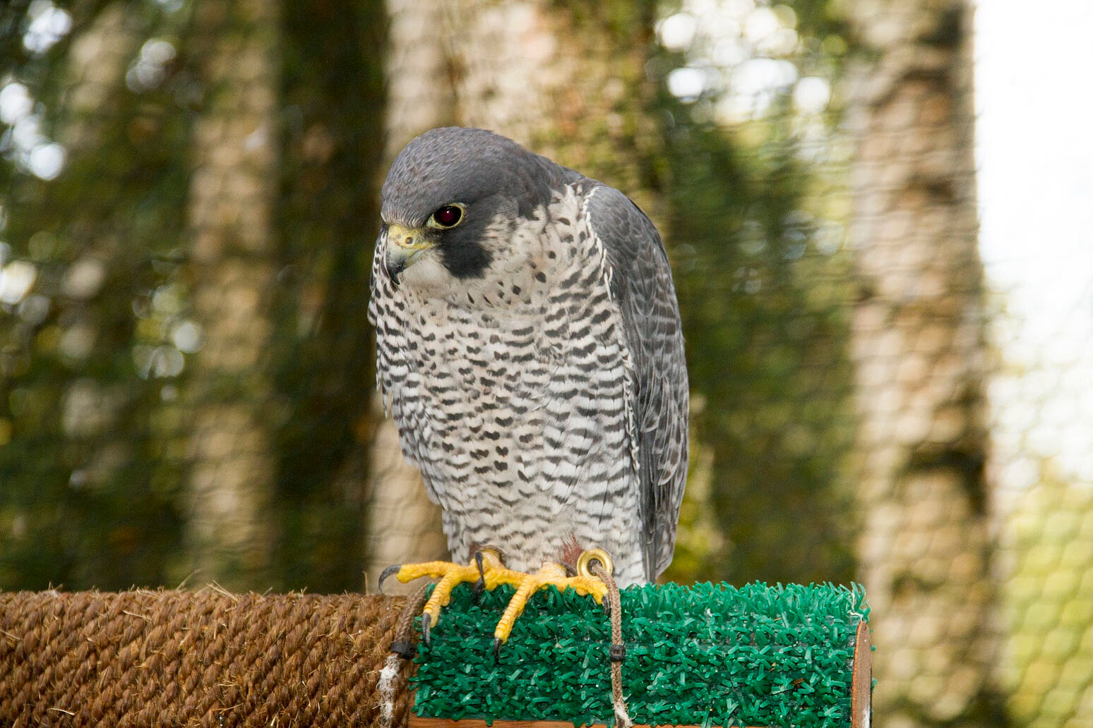 Peregrine falcon — The Alaska Zoo
