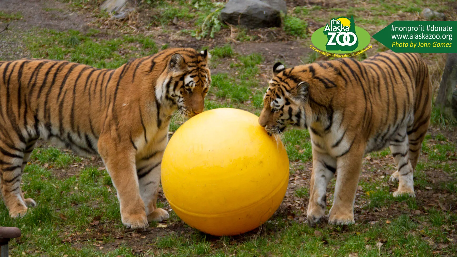 Zoom Virtual Background Zoo