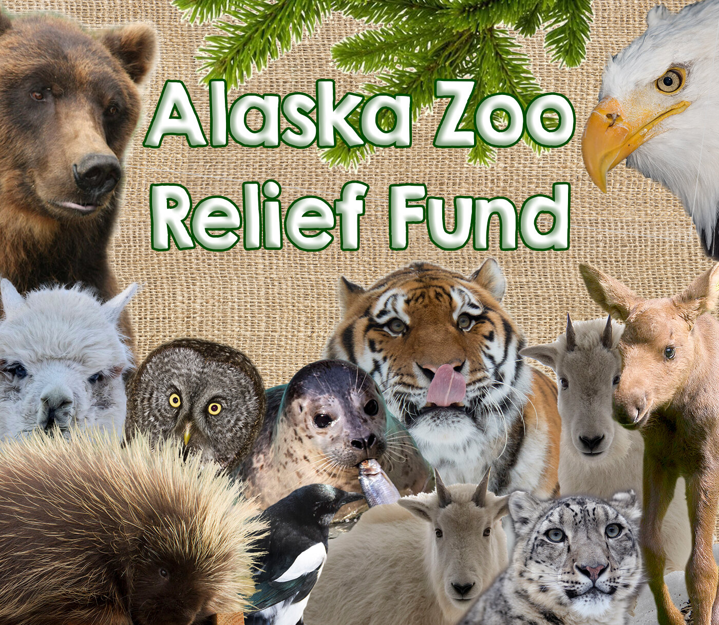 Donate Online to the Alaska Zoo Relief Fund — The Alaska Zoo