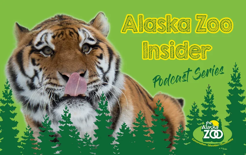 Alaska Zoo Insider Podcast — The Alaska Zoo